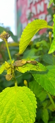 Heteroptera