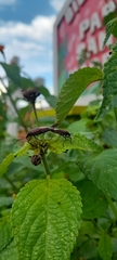 Heteroptera