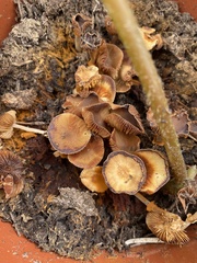 Conocybe filaris