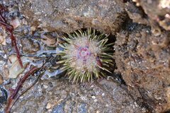 Strongylocentrotus purpuratus