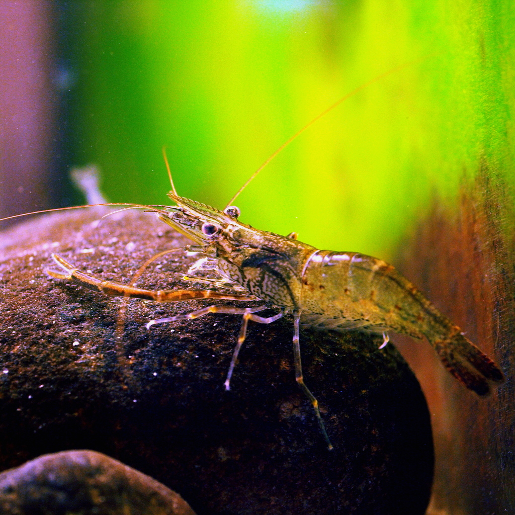 oriental river prawn