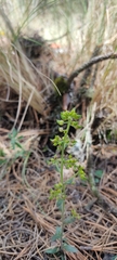 Draba jorullensis
