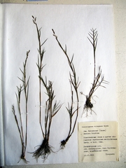 Cleistogenes kitagawae