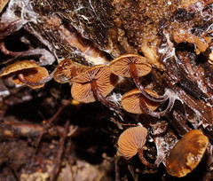 Kuehneromyces brunneoalbescens