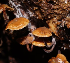Kuehneromyces brunneoalbescens