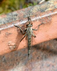 Neomochtherus willistoni