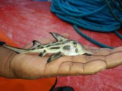 Callorhinchus callorynchus