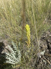 Orthocarpus luteus