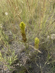 Orthocarpus luteus