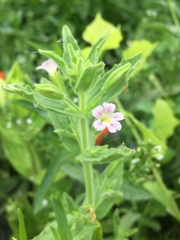 Erythranthe parishii