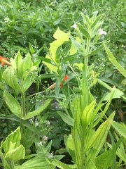 Erythranthe parishii