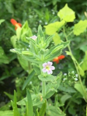 Erythranthe parishii