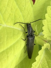 Proludius protractus