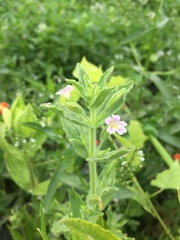 Erythranthe parishii