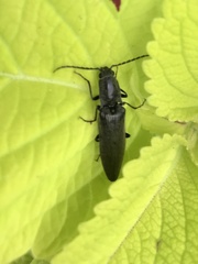 Proludius protractus