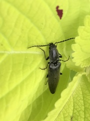 Proludius protractus