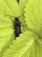 Proludius protractus