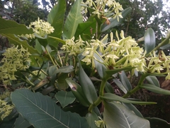 Epidendrum chlorocorymbos