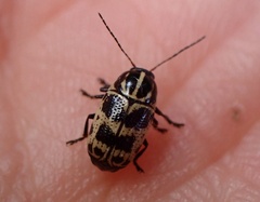 Cryptocephalus castaneus