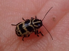 Cryptocephalus castaneus