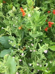 Erythranthe parishii