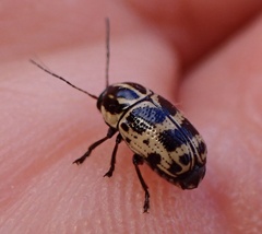 Cryptocephalus castaneus