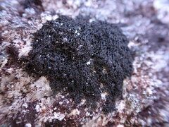 Pseudephebe pubescens