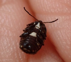 Cryptocephalus castaneus