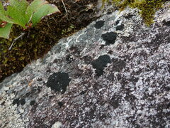 Pseudephebe pubescens