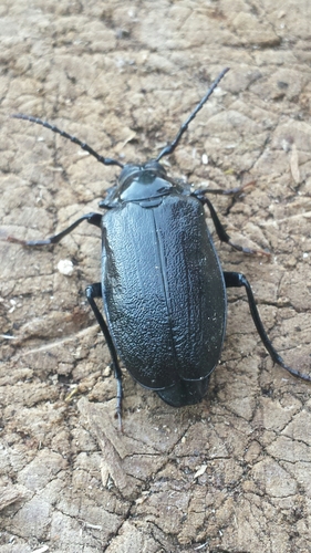 Broad-necked Root Borer photo 4
