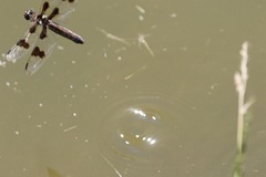 Libellula forensis × pulchella