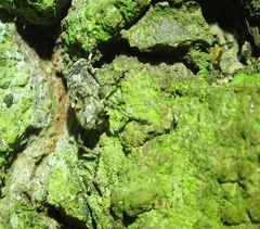 Gasterocercus depressirostris