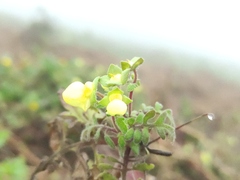 Calceolaria pinnata