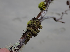 Pseudocyphellaria citrina