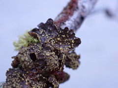 Pseudocyphellaria citrina