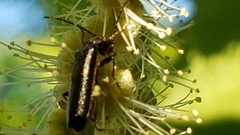 Grammoptera subargentata
