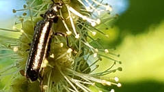 Grammoptera subargentata