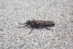 Lasiopogon puyallupi