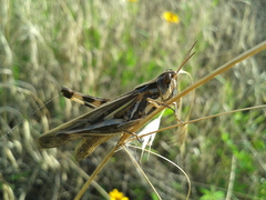 Aiolopus thalassinus tamulus