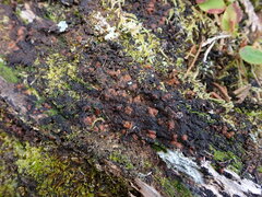 Protopannaria pezizoides