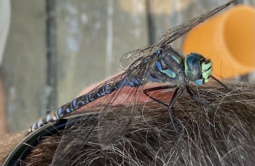 Lake Darner photo 4