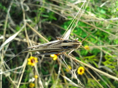 Aiolopus thalassinus tamulus