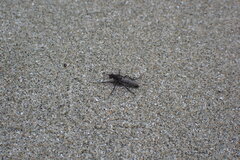 Lasiopogon puyallupi
