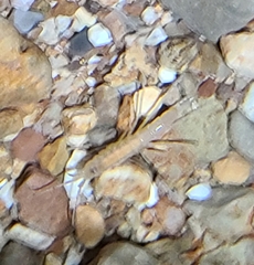 Allocrangonyx pellucidus