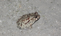 Sclerophrys poweri