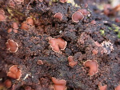 Protopannaria pezizoides