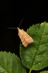 Blepharocerus ignitalis