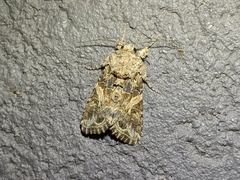 Spodoptera praefica