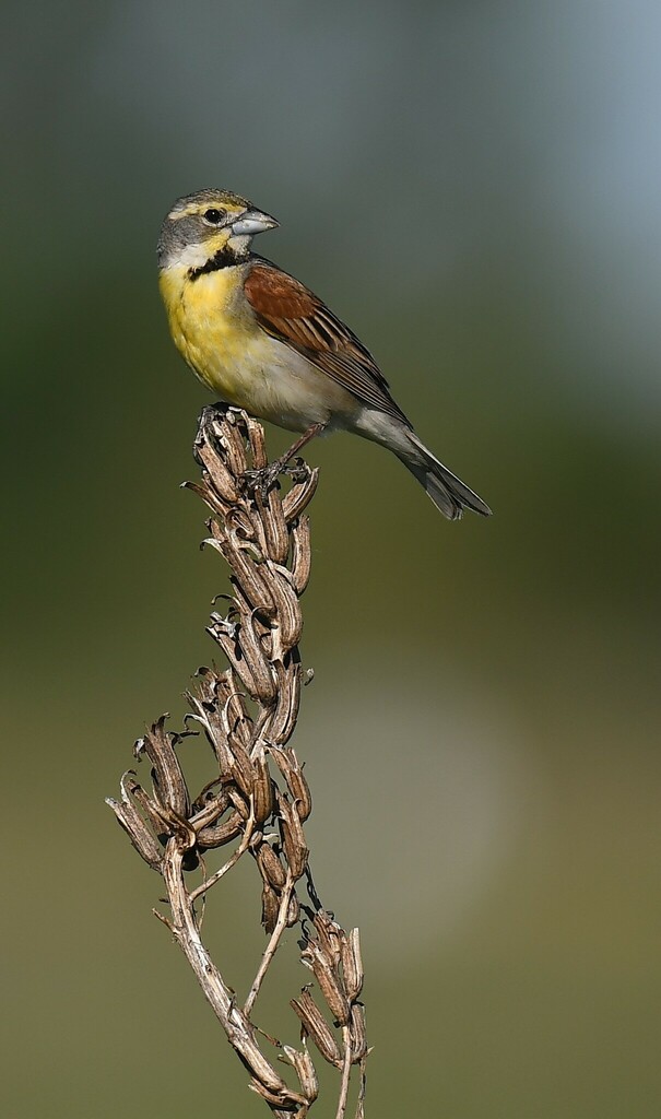 Dickcissel from Riverlands Migratory Bird Sanctuary, West Alton, MO