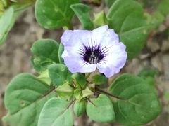 Nolana humifusa